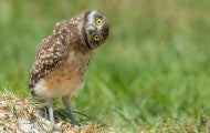 Cute owl tilting his head