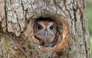 Eastern Screech Owl, finding shelter in a tree cavity