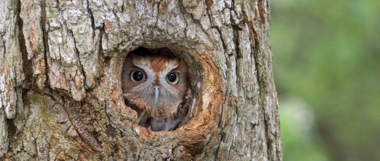 Eastern Screech Owl, finding shelter in a tree cavity
