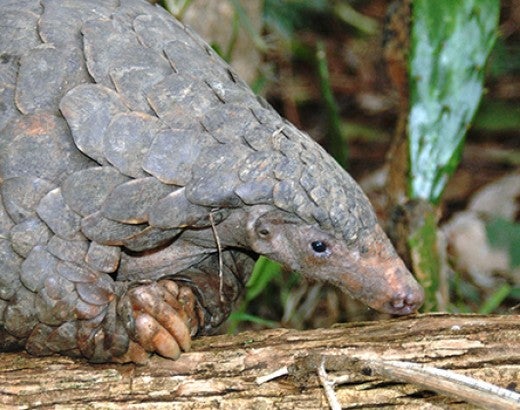 close up of pangolin on a log