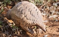 Photo of Cory, the pangolin.