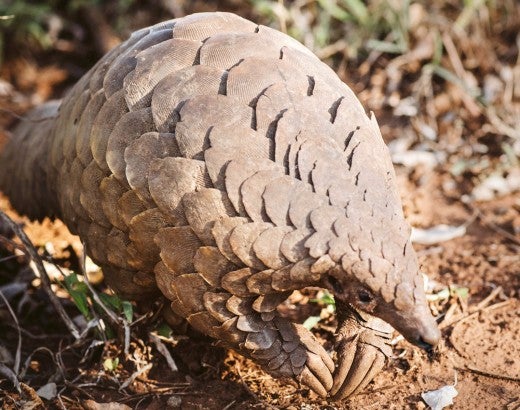Photo of Cory, the pangolin.