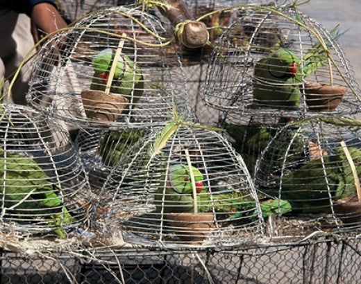 Parakeets in cages