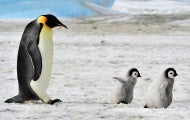 Emperor Penguin with two chicks in Antarctica