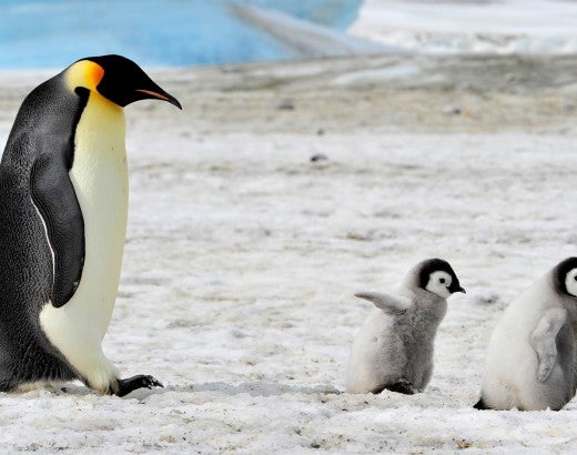Emperor Penguin with two chicks in Antarctica