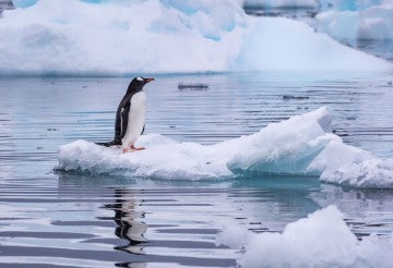 Gentoo Penguin standing alone on a small iceberg floating off the coast of Antarctica