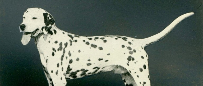 A dog standing