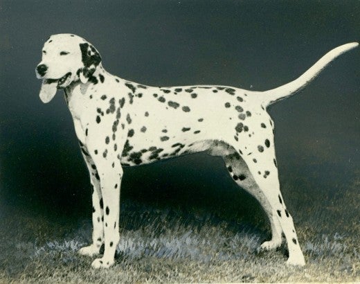 A dog standing