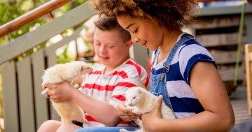 Two kids play with white pet ferrets