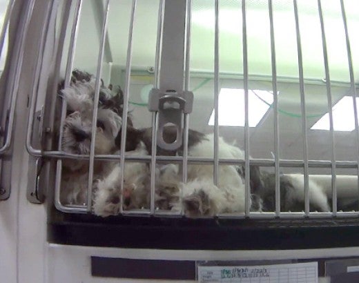 Sick puppy for sale in display kennel