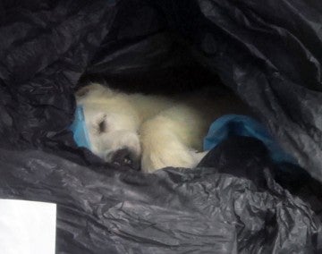 A dead puppy found inside a plastic bag in the Kennesaw Petland store's freezer.