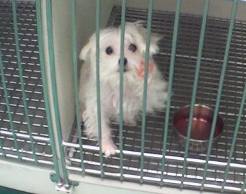 Sick dog at Petland store