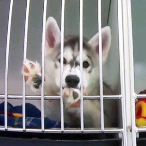 Sick puppy in a cage at Petland