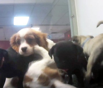 Overcrowded kennel in Petland Texas store, where many puppies were sick and most likely from petland puppy mills.
