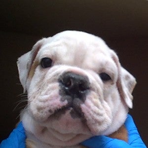 Sick puppy at Petland
