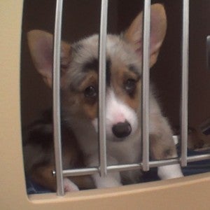 Sick corgi in cage at Petland