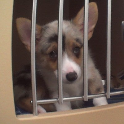 Sick corgi in cage at Petland