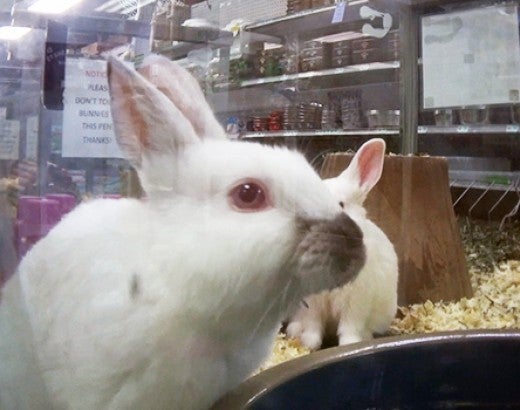 Rabbits at a Fairfax, Virginia Petland