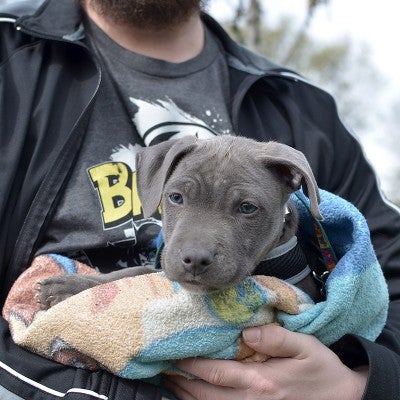 Sweet dog being help by owner waiting at a Pets For Life event in Philadelphia.