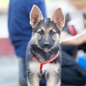 Sweet dog looking at the camera