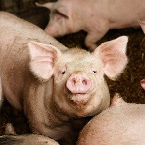 pigs on farm