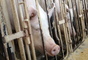 Sows lined up in crates