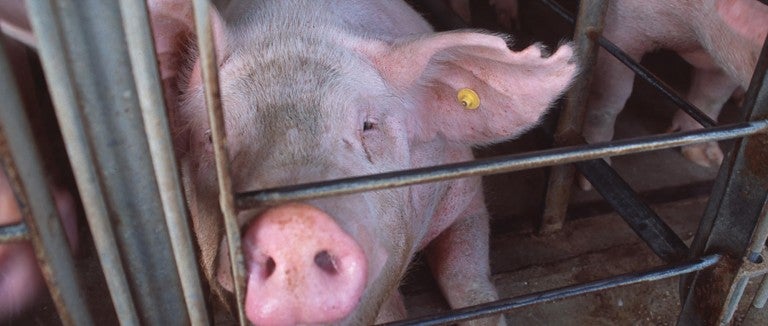 Pig in a gestation crate on a factory farm