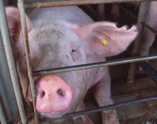 Pig in a gestation crate on a factory farm