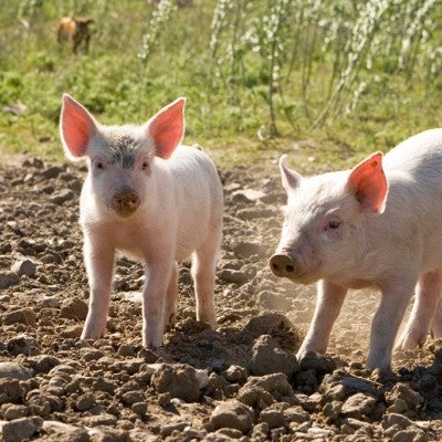 pigs