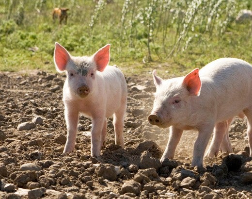 pigs