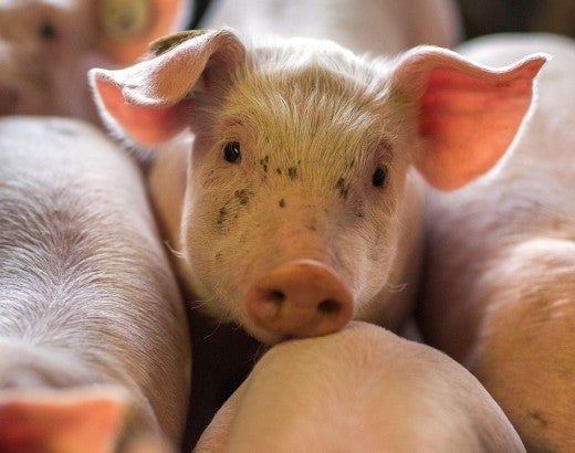 Sad pig on a farm
