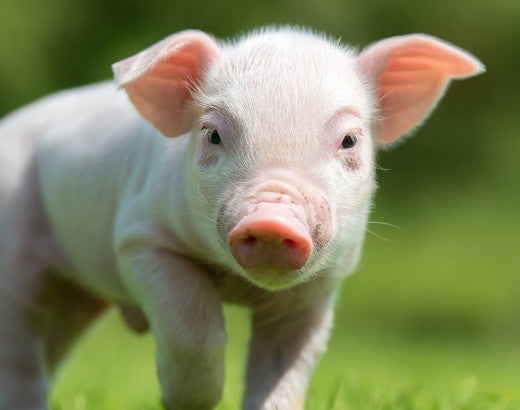 Happy piglet walking on grass on a farm