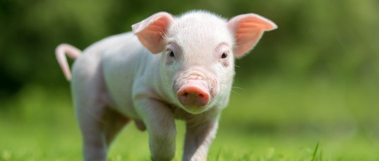 Happy piglet walking on grass on a farm