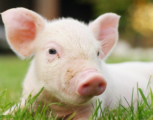 Happy pig laying in the grass