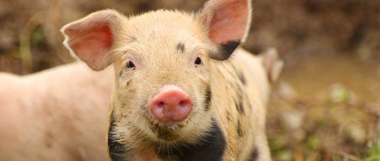 Cute piglet on farm