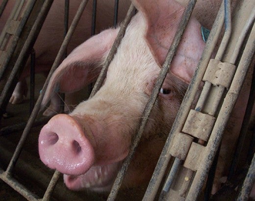 Sad pig looks at viewer in tiny gestation crate