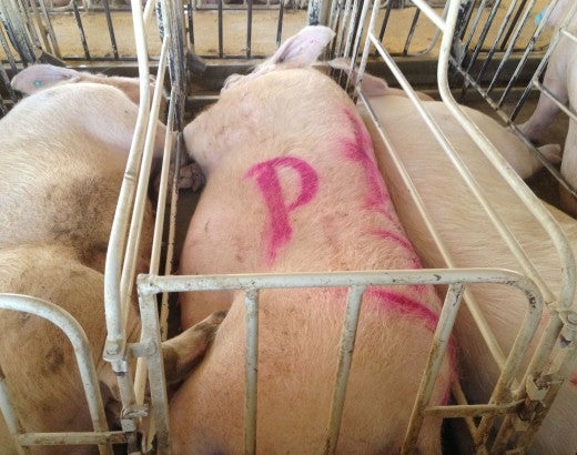 Pigs confined in cramped conditions at a breeding facility