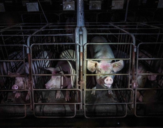 Pigs confined in cramped spaces