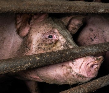 Pig behind bars