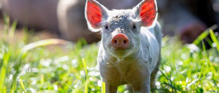 A young pig stands in an open field