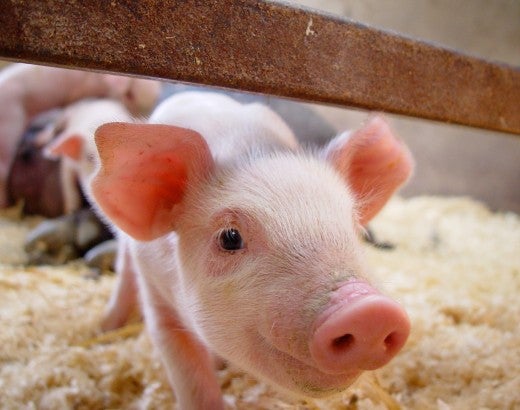 A pig stares into the camera