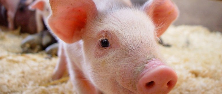 A pig stares into the camera