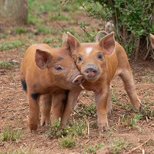 Two free range piglsets cuddle at the forest edge of a large field