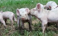 Happy pigs nuzzling each other in a field