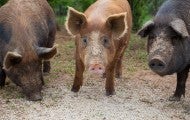 Three free range pigs root in the dirt in a large field