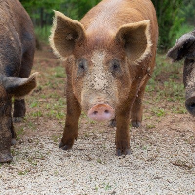 Three free range pigs root in the dirt in a large field