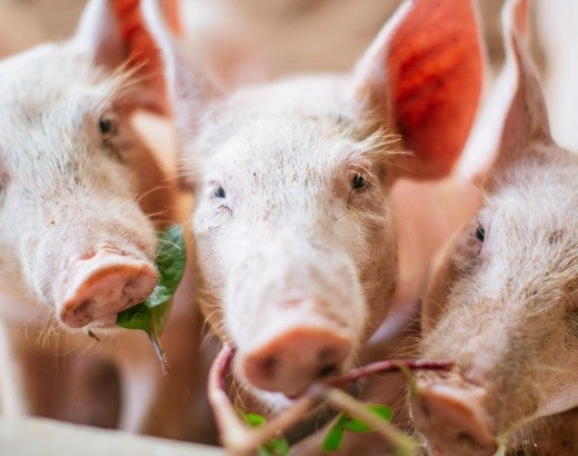 Three pigs eating