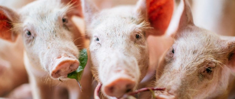 Three pigs eating