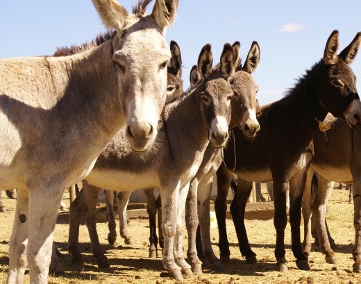 Row of burros