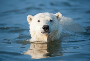 polar bear swimming